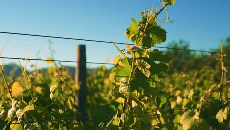 Zooming-out-shot-of-a-tall-vine-at-a-vineyard-during-golden-hour-in-Waipara,-New-Zealand