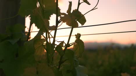 Closeup-shot-of-a-vine-at-a-vineyard-during-dusk-with-the-sunset-in-the-background-in-Waipara,-New-Zealand
