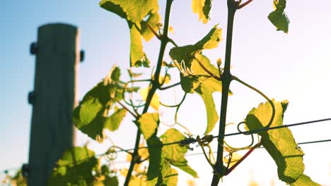 Closeup-shot-of-leaves-of-a-vine-at-a-vineyard-with-the-sun-in-the-background-in-Waipara,-New-Zealand
