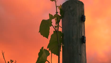 Closeup-orbiting-shot-of-a-vine-growing-up-a-wooden-pole-at-a-vineyard-during-dusk,-with-clouds-in-the-background-in-Waipara,-New-Zealand
