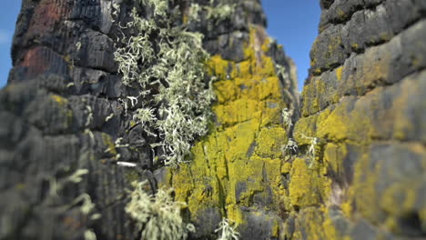 Lichen-And-Moss-On-Rugged-Surface-Inside-A-Burned-Out-Wood-Caused-By-Fire-In-Bandon,-Oregon---macro,-tilt-down