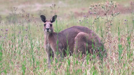 Canguro-Pastando-En-Prados-Con-Flores-Silvestres-Cerca-Del-Parque-Forestal-En-Hunter-Valley,-Australia