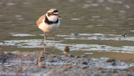 Semipalmated-plover-in-lake-.