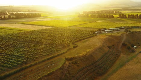 Schwenken-Luftaufnahme-Eines-Weinbergs-Während-Der-Sonnenuntergangsdämmerung-Goldene-Stunde-In-Waipara-Neuseeland