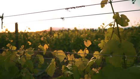 Zooming-in-shot-of-a-sunset-behind-a-vine-at-a-vineyard-during-dusk-in-Waipara,-New-Zealand