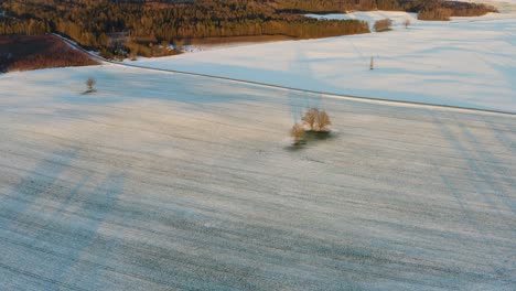 Lonely-Oak-Trees-In-The-Middle-Of-Snowy-Field-During-Wintertime---aerial-drone