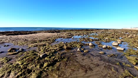A-sea-bird-crosses-the-horizon-above-the-tide-pools-of-Rocky-Point,-Mexico