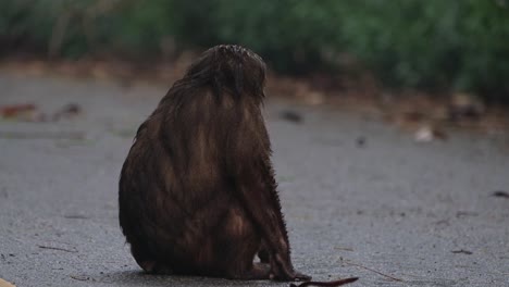 Bear-Macaque,-Macaca-arctoides,-4K-Footage