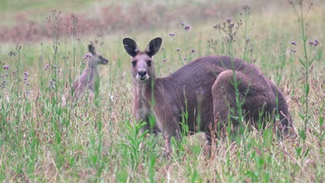 Kangaroo-Looking-At-The-Camera-Surrounded-With-Plants-During-Daytime-At-Hunter-Valley,-Australia---Close-Up-Shot