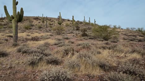 Giant-saguaro-cacti-in-the-Phoenix-valley