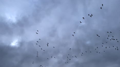 many-gray-geese-flying-in-cloudy-sky