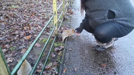 Kaukasisches-Mädchen,-Das-Verspielte-Eichhörnchenerdnüsse-Im-Herbstöffentlichen-Park-Füttert