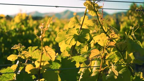 Zooming-in-shot-of-leaves-on-a-vine-in-a-vineyard-during-the-day-in-Waipara,-New-Zealand