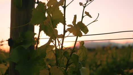 Orbiting-shot-of-leaves-on-a-vine-at-a-vineyard-during-sunset-dusk-hour-in-Waipara,-New-Zealand