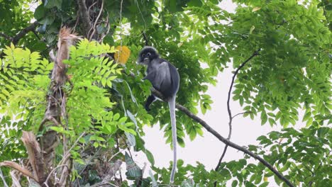 Spectacled-Leaf-Monkey,-Trachypithecus-obscurus,-4K-Footage