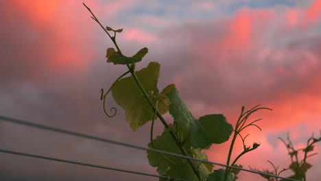 Slow-left-to-right-dolly-shot-of-a-vine-in-a-vineyard-with-beautifully-colored-clouds-in-the-background-during-sunset-dusk-in-Waipara,-New-Zealand
