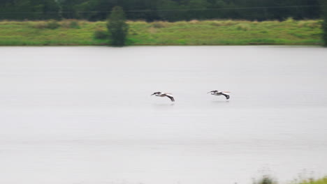 Pelicans-Gliding-Over-calm-Water-Of-River-In-Hunter-Valley,-NSW,-Australia