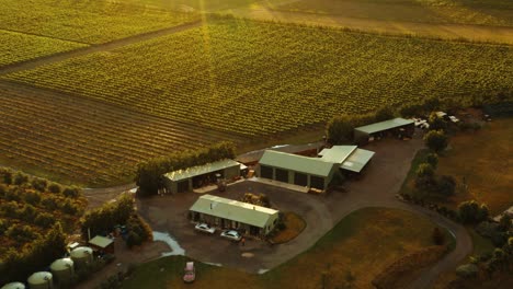 Aerial-shot-of-a-a-vineyard-basking-sun-rays-during-dusk-in-Waipara,-New-Zealand