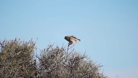 Burrowing-Owl-Pooping-On-Branch-Of-A-Bush-Tree-In-Caleta-Valdes,-Chubut,-Argentina