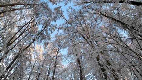 POV-looking-up-treetops-in-a-winter-wonderland-on-a-sunny-day-with-blue-sky-during-winter-in-Bavaria,-Germany