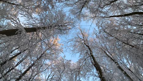 POV-walking-while-looking-up-treetops-in-a-winter-wonderland-on-a-sunny-day-with-blue-sky-during-winter-in-Bavaria,-Germany