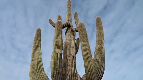 Tiro-Inclinado-De-Cactus-Saguaro-Gigante