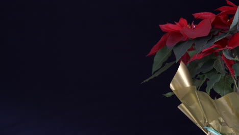 Ponsettia-Flower-Noche-Buena-slider-shot-black-background