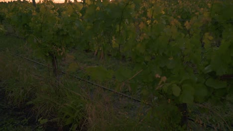 Tilting-up-shot-through-vines-at-a-vineyard,-revealing-a-sunset-during-dusk-hours-in-Waipara,-New-Zealand