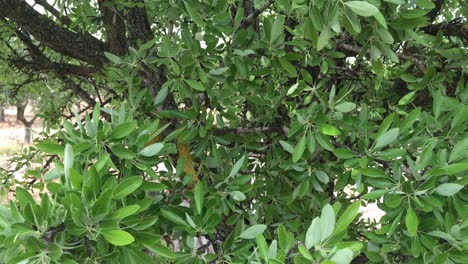 Olive-tree-leaves-shaking-in-the-wind-close-up,-lush-foliage,-thick-leafage