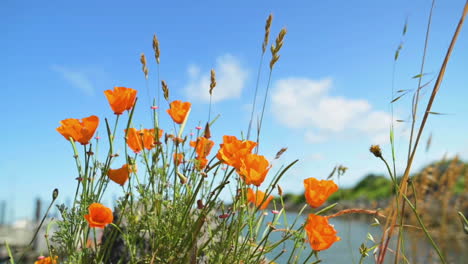 Schöne-Orangefarbene-Mohnblumen-Wiegen-Sich-Im-Wind-Mit-Blauem-Himmel-Im-Hintergrund