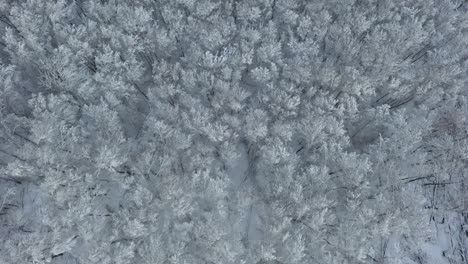 Top-down-aerial-view-flying-over-snow-covered-forest-and-tree-crowns-during-winter-in-Bavaria,-Germany