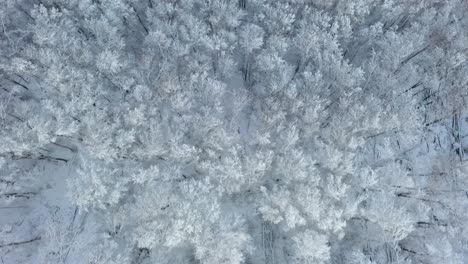 Inspirational-top-down-aerial-view-flying-over-snow-covered-forest-and-tree-crowns-during-winter-in-Bavaria,-Germany