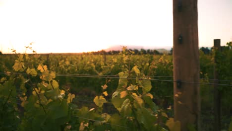 Right-to-left-dolly-shot-of-a-row-of-vines-in-a-vineyard-during-the-sunset-dusk-hours-in-Waipara,-New-Zealand