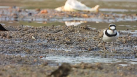 Semipalmated-plover-bird-chilling-on-lake-.