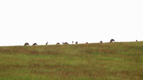 Family-Of-Kangaroos-In-Meadow-Landscape-On-Park-Near-Hunter-Valley,-Australia