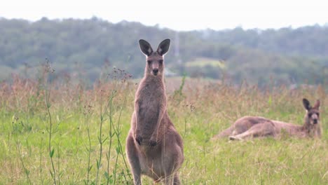 Ostgraues-Riesenkänguru,-Das-Steht-Und-In-Die-Kamera-Schaut,-Während-Man-Im-Hintergrund-Im-Hunter-Valley,-NSW,-Australien,-Auf-Gras-Liegt