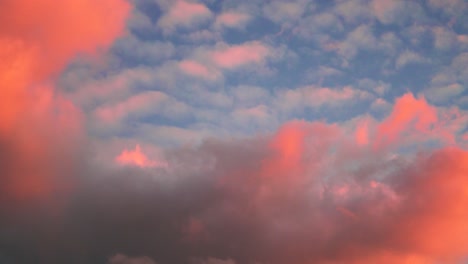 Tilting-up-shot-of-beautiful-colored-altocumulus-clouds,-stained-red-by-the-sunset-in-Waipara,-New-Zealand