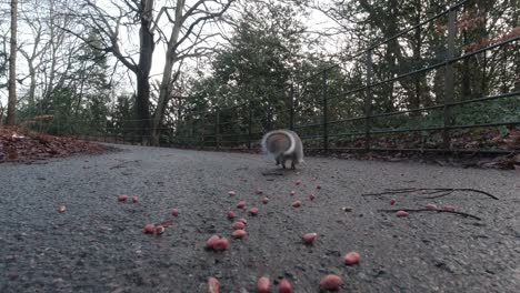 Füttern-Von-Entzückenden-Süßen-Eichhörnchen-Mit-Erdnüssen-Auf-Der-Ebene-Des-öffentlichen-Parks-Im-Herbst