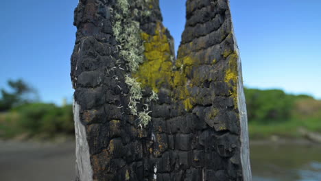 Moss-Growing-On-Burned-Out-Wood-From-Historic-Fire-In-Bandon,-Oregon---macro,-tilt-down