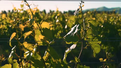 Right-to-left-dolly-shot-of-a-vine-supported-by-wires-in-a-vineyard-during-the-day-in-Waipara,-New-Zealand