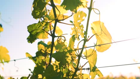 Closeup-zooming-out-shot-of-a-vine-in-a-vineyard-during-the-day-in-Waipara,-New-Zealand