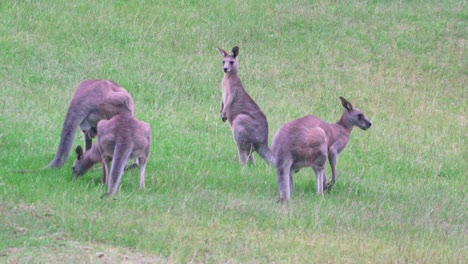 Group-Of-Eastern-Grey-Kangaroos-Grazing-In-Field-In-Hunter-Valley,-NSW,-Australia
