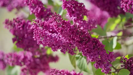 Common-Lilac-In-Bloom-On-A-Sunny-Springtime---close-up