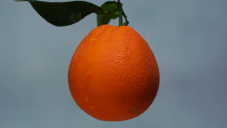 Fruta-Naranja-Girando-Lentamente-Separada-Del-Fondo,-Cítricos-Frescos