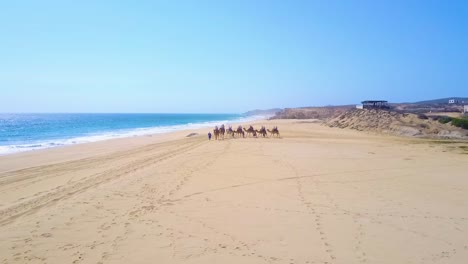 Gente-Montando-Camellos-En-El-Desierto-Junto-A-La-Playa-Y-Las-Olas-Del-Océano---Siluetas-De-Camellos---Tiro-Dinámico-Aéreo-De-Drones-Volando-Hacia-Adelante