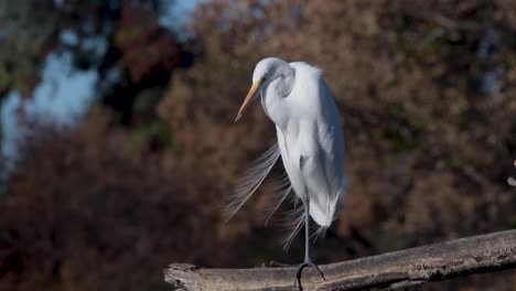 A-Great-Egret-perched-on-a-branch-overlooking-the-water