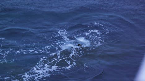 Nahaufnahme-Von-Buckelwalen,-Die-Tauchen-Und-Blasen