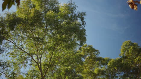 árboles-Verdes-En-El-Parque-De-La-Ciudad-Con-Cielo-Azul-Soleado,-Concepto-De-Entorno-De-Naturaleza-Urbana