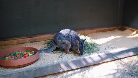 Wallaby-Eating-On-The-Ground-Beside-His-Food-Bowl-In-The-Zoo