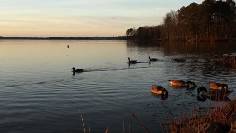 Jägerparadies-Mit-Gänsen-Auf-Einem-Ruhigen-See,-Wenn-Das-Sonnenlicht-Verblasst-Und-Der-Tag-Endet